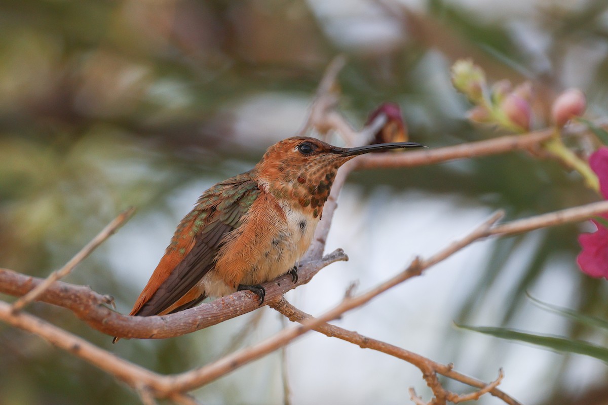 Allen's Hummingbird - ML622087164