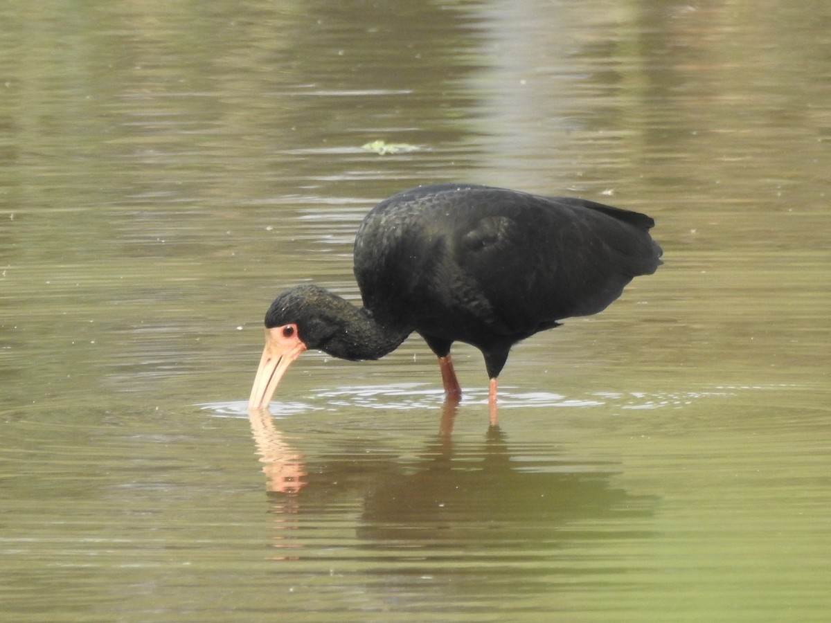 Bare-faced Ibis - ML622087166