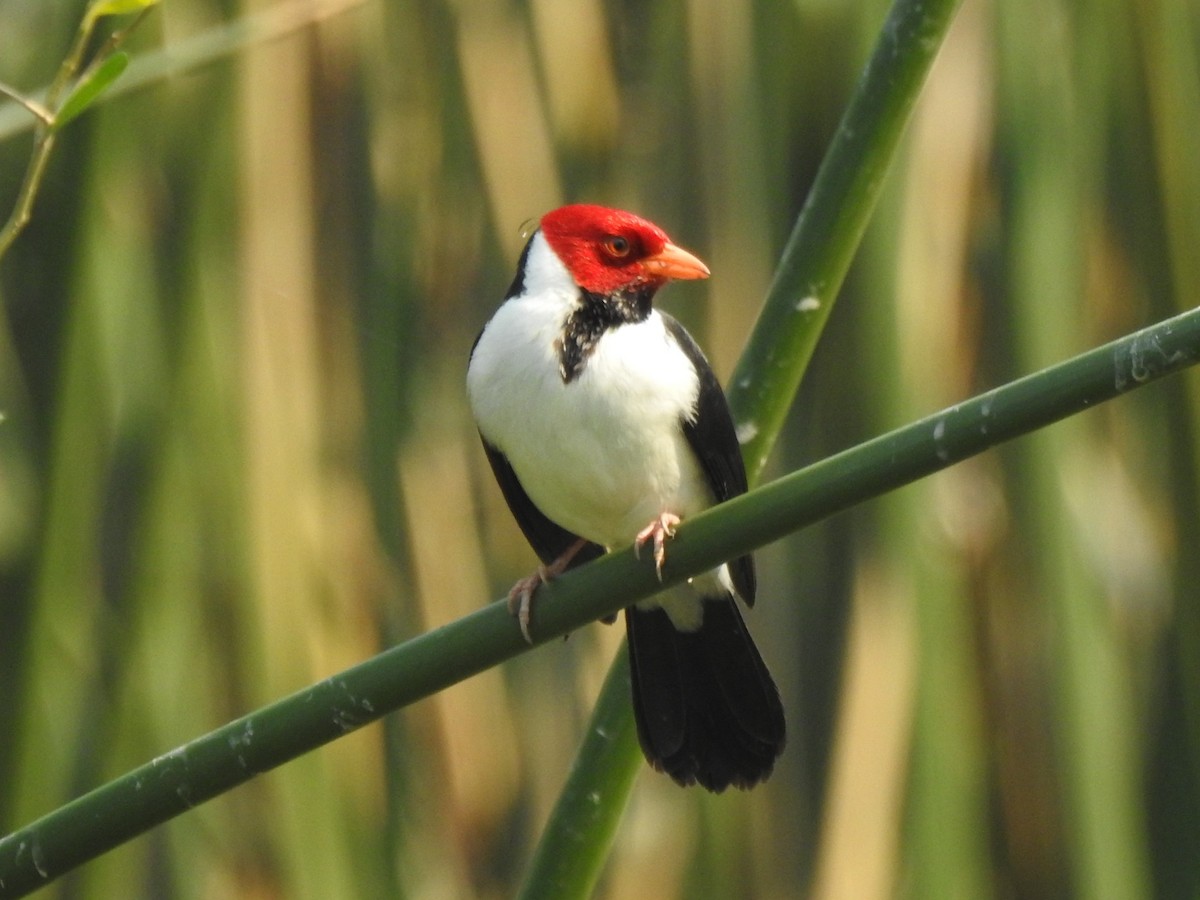 Yellow-billed Cardinal - ML622087178