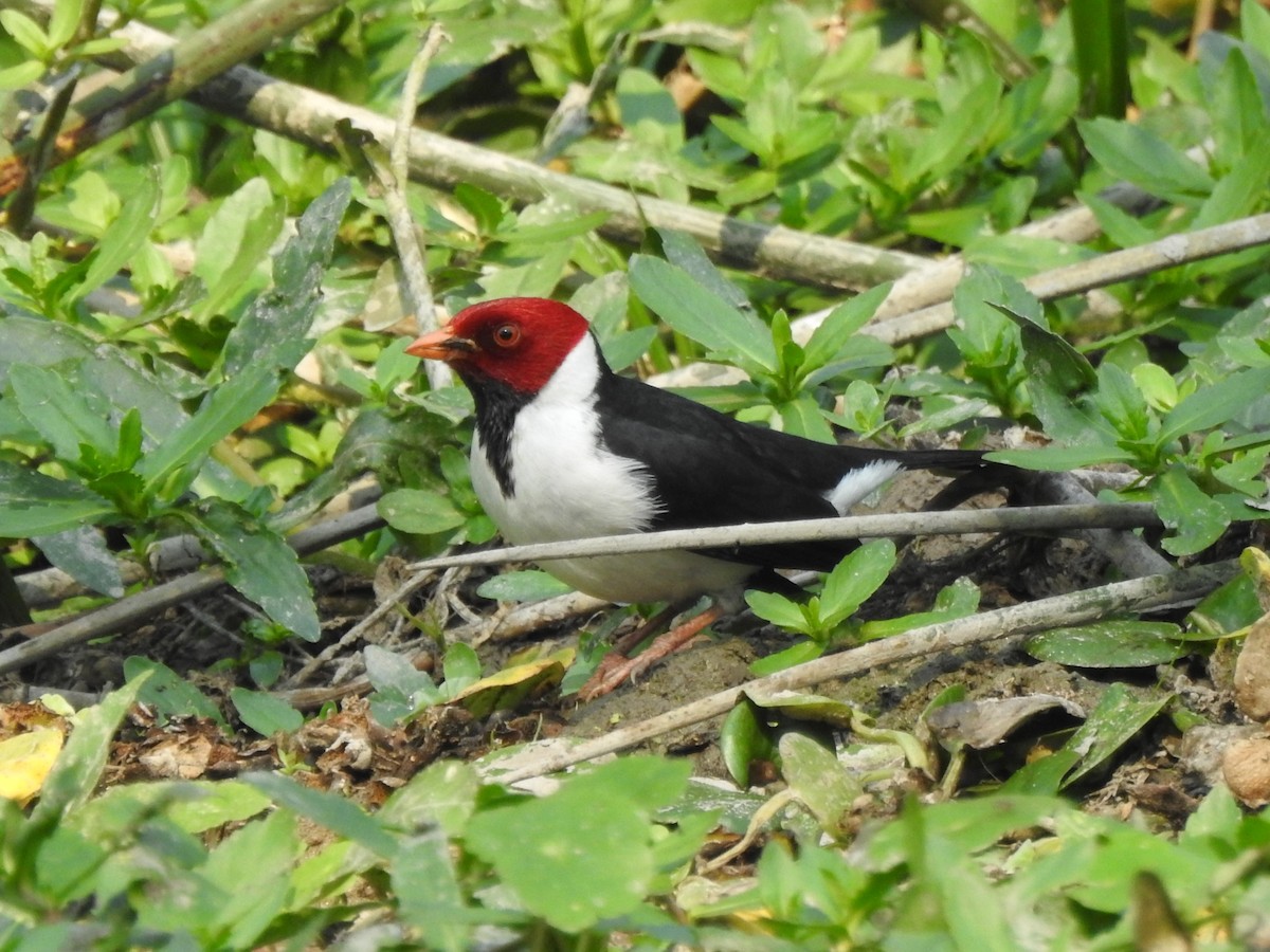 Yellow-billed Cardinal - ML622087180