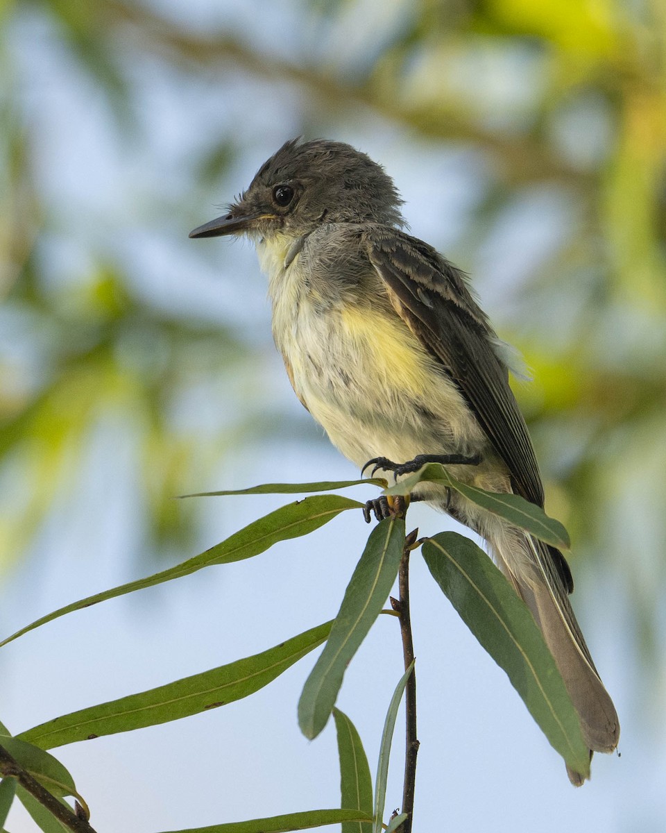 Eastern Phoebe - ML622087181