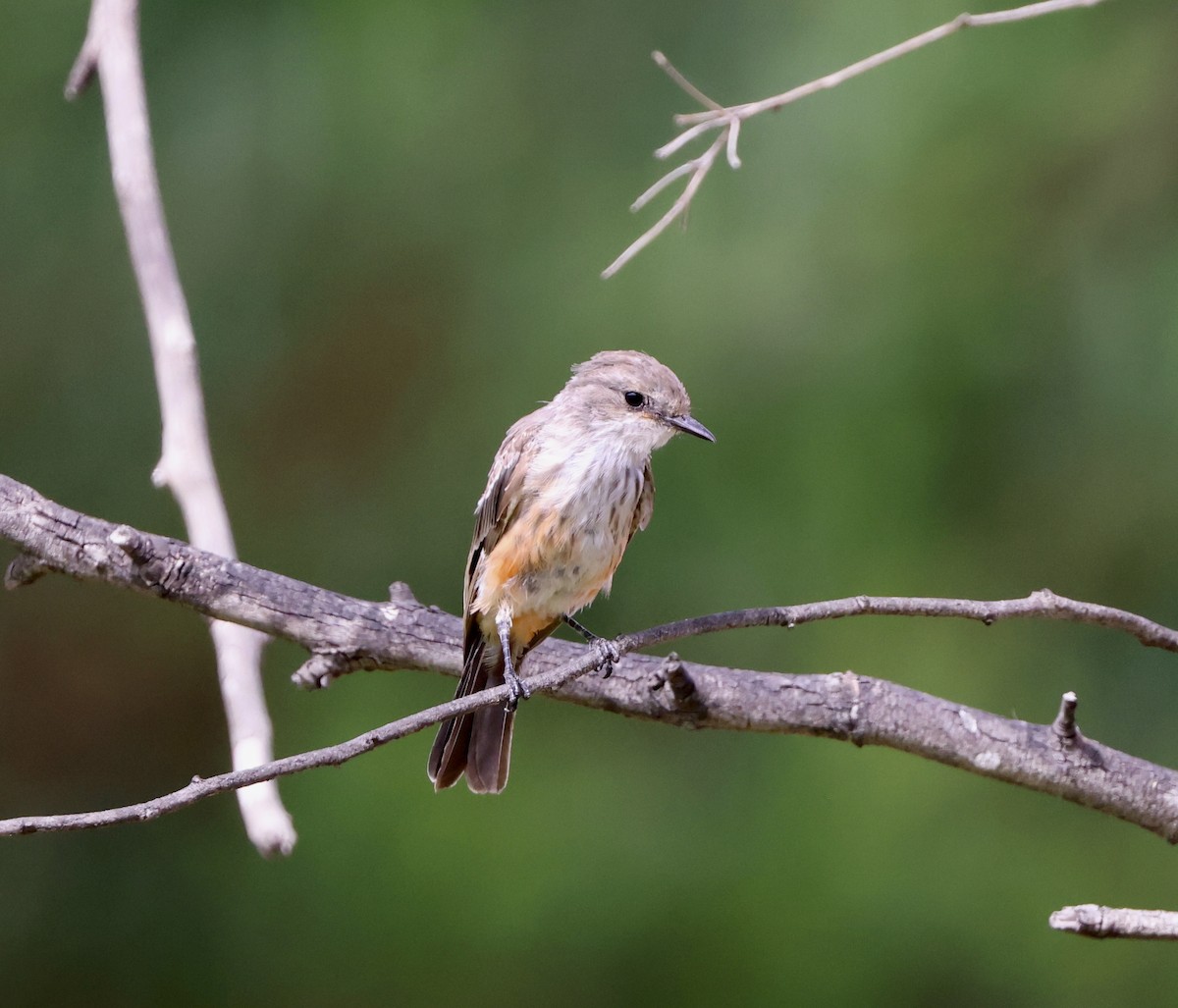 Vermilion Flycatcher - ML622087184