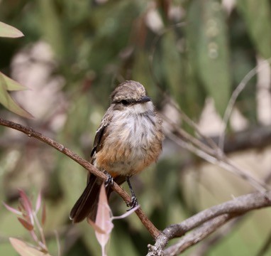 Vermilion Flycatcher - ML622087187