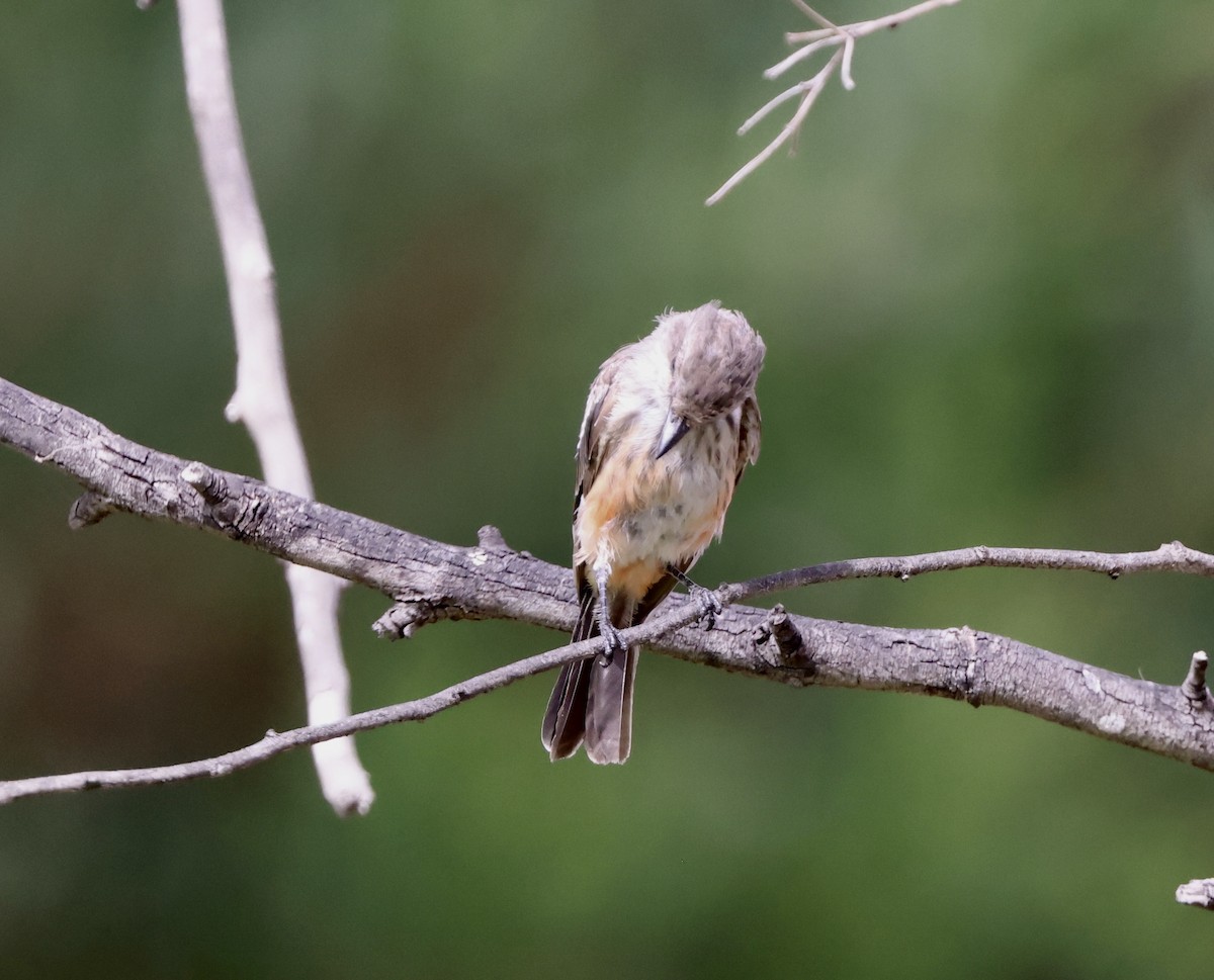 Vermilion Flycatcher - ML622087188