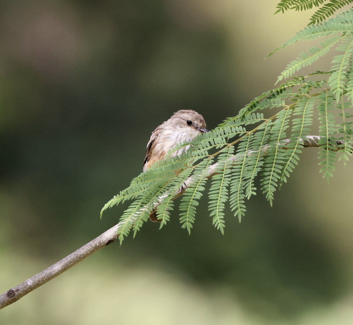 Vermilion Flycatcher - ML622087189