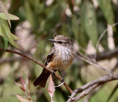 Vermilion Flycatcher - ML622087190