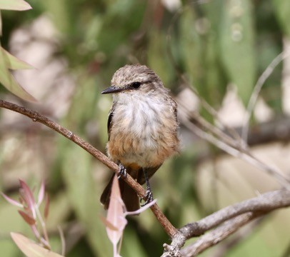 Vermilion Flycatcher - ML622087191