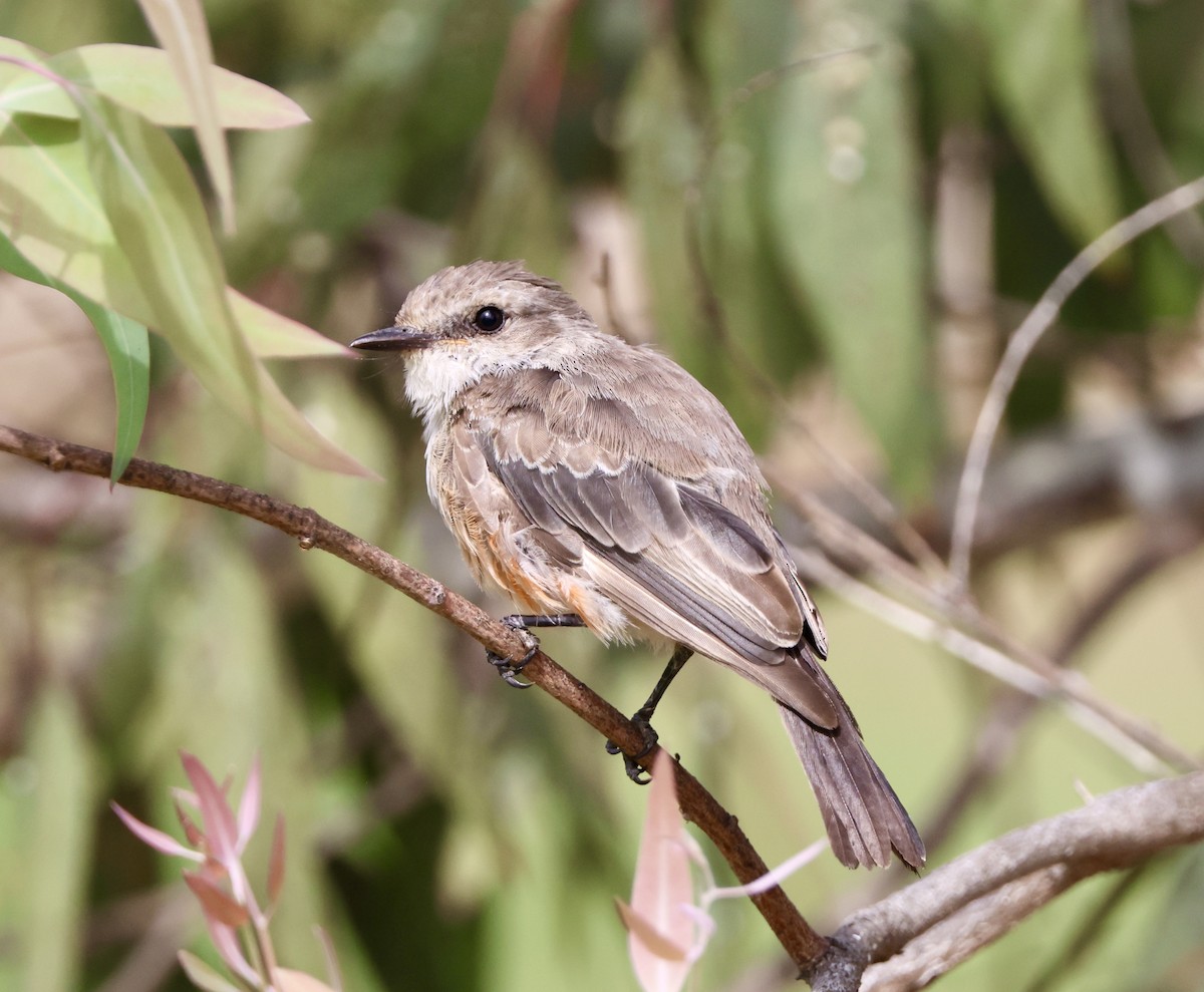 Vermilion Flycatcher - ML622087192