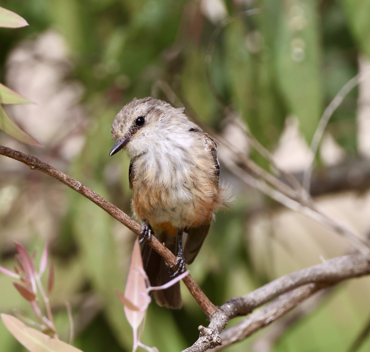 Vermilion Flycatcher - ML622087193