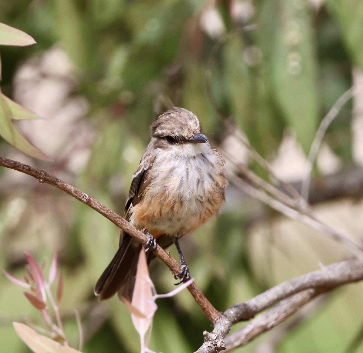 Vermilion Flycatcher - ML622087194