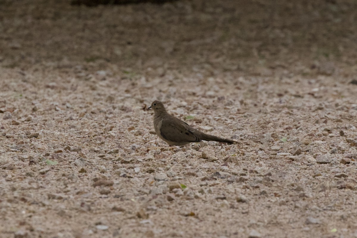 Mourning Dove - ML622087204