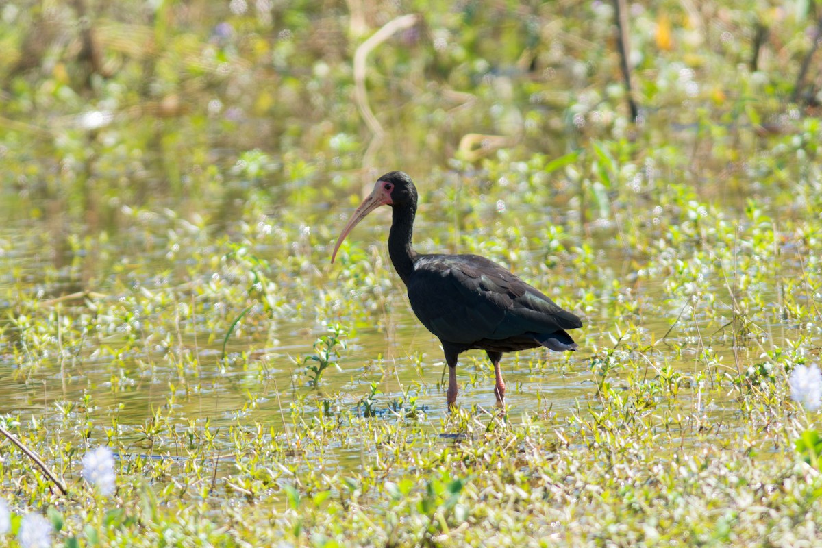 Bare-faced Ibis - ML622087242