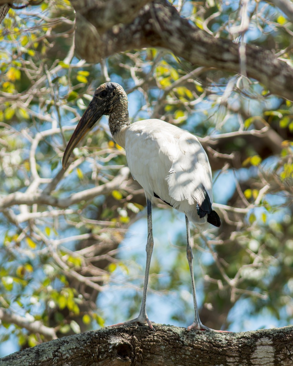 Wood Stork - ML622087273