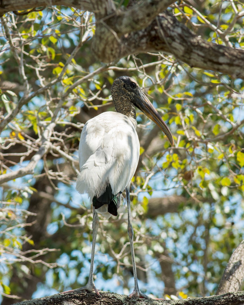 Wood Stork - ML622087274