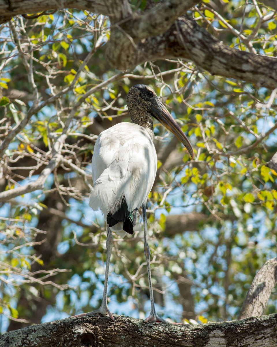 Wood Stork - ML622087275