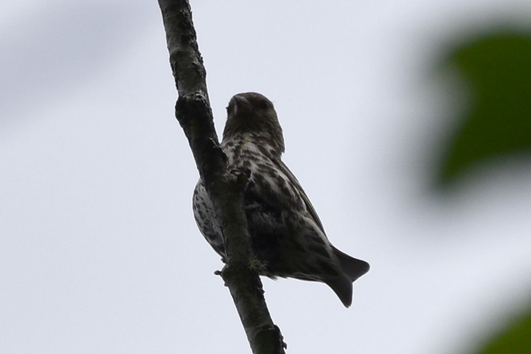 Pine Siskin - Sydney Gerig