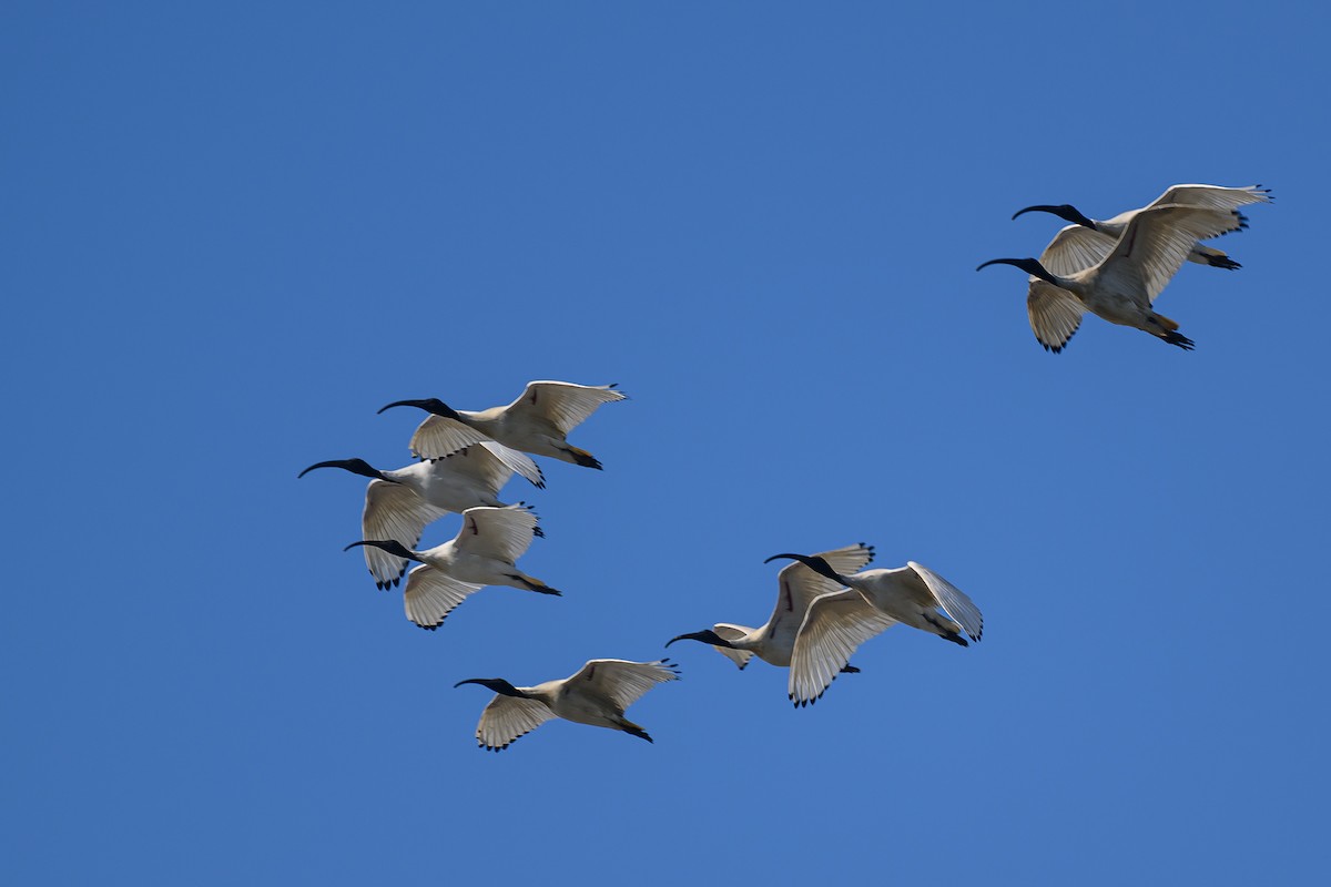 Australian Ibis - Eric Yeo