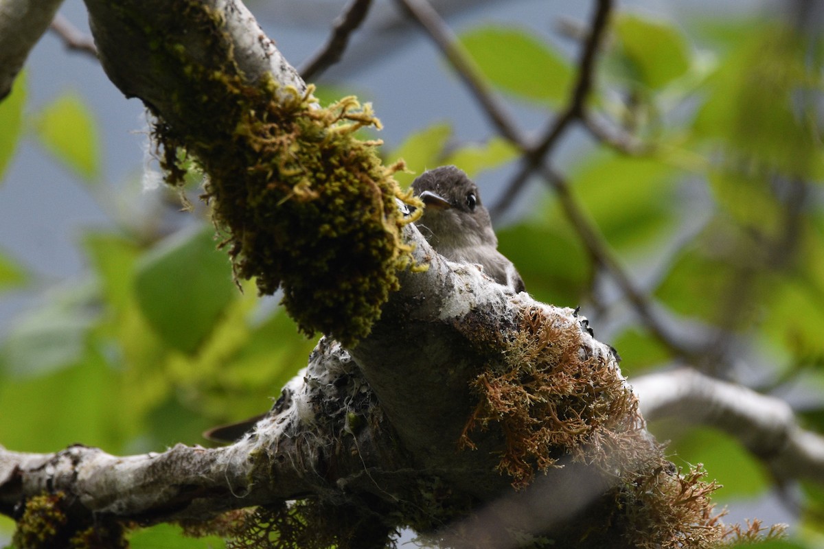 Western Wood-Pewee - Sydney Gerig