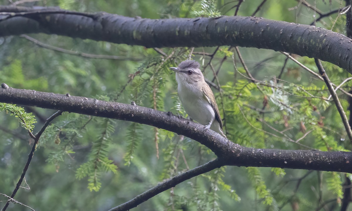 Rotaugenvireo - ML622087357