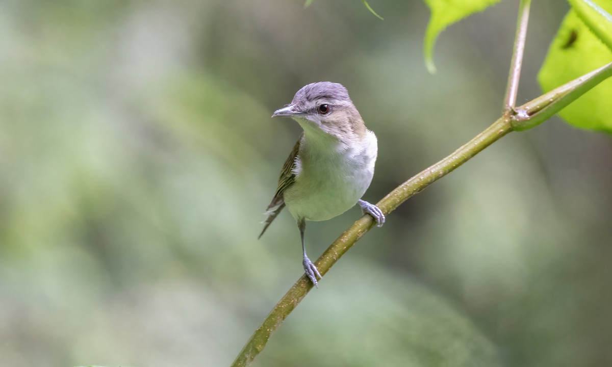 Red-eyed Vireo - Paul Fenwick