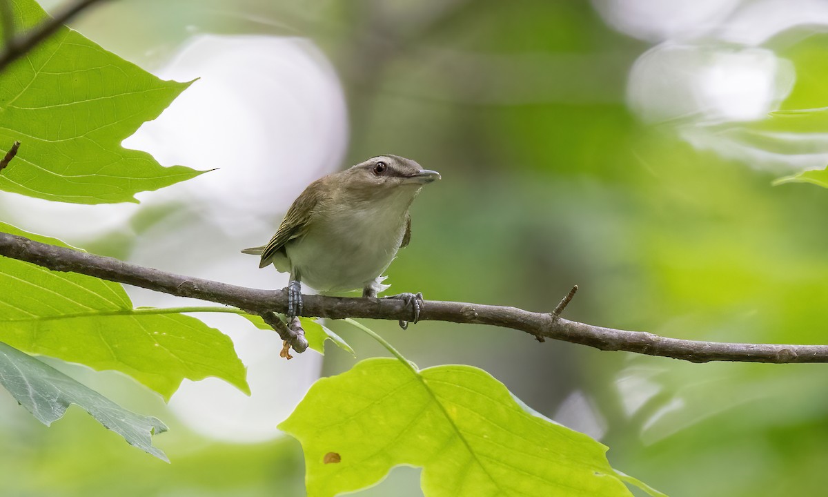 Rotaugenvireo - ML622087359