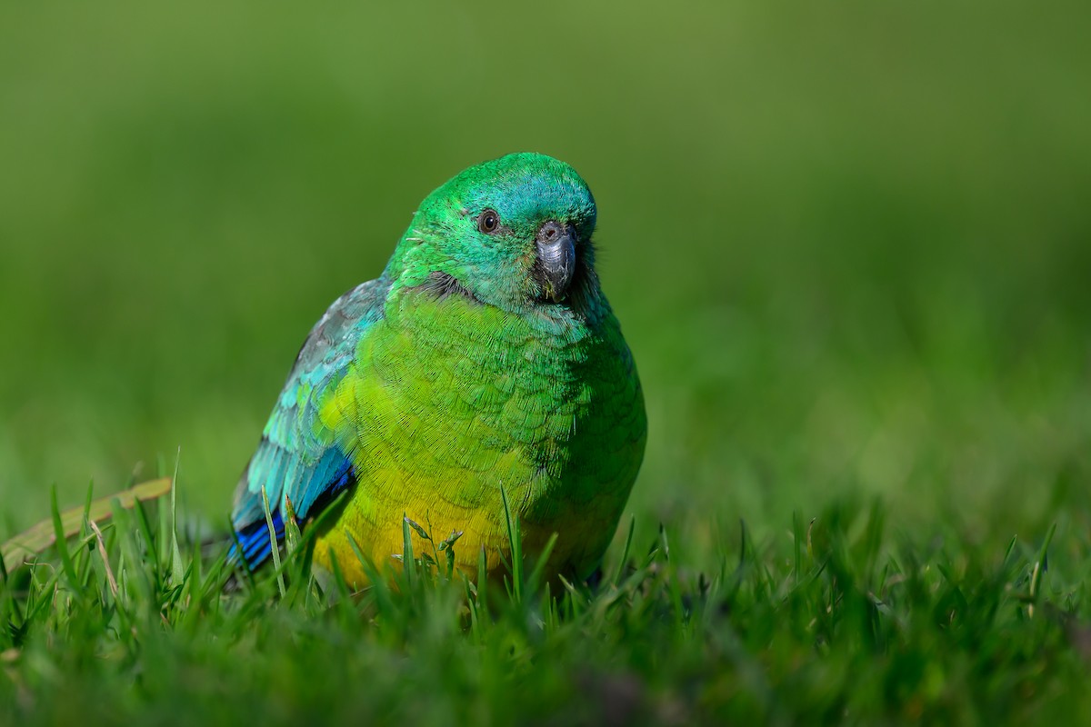 Red-rumped Parrot - Eric Yeo