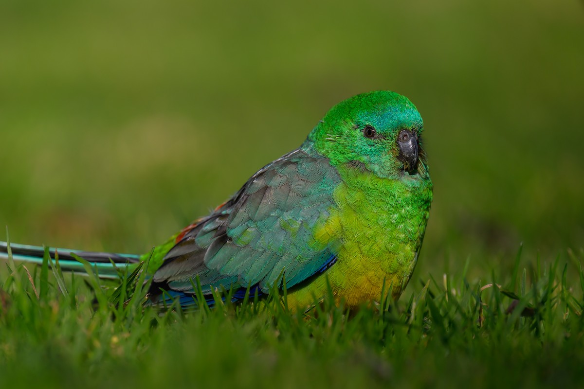 Red-rumped Parrot - Eric Yeo