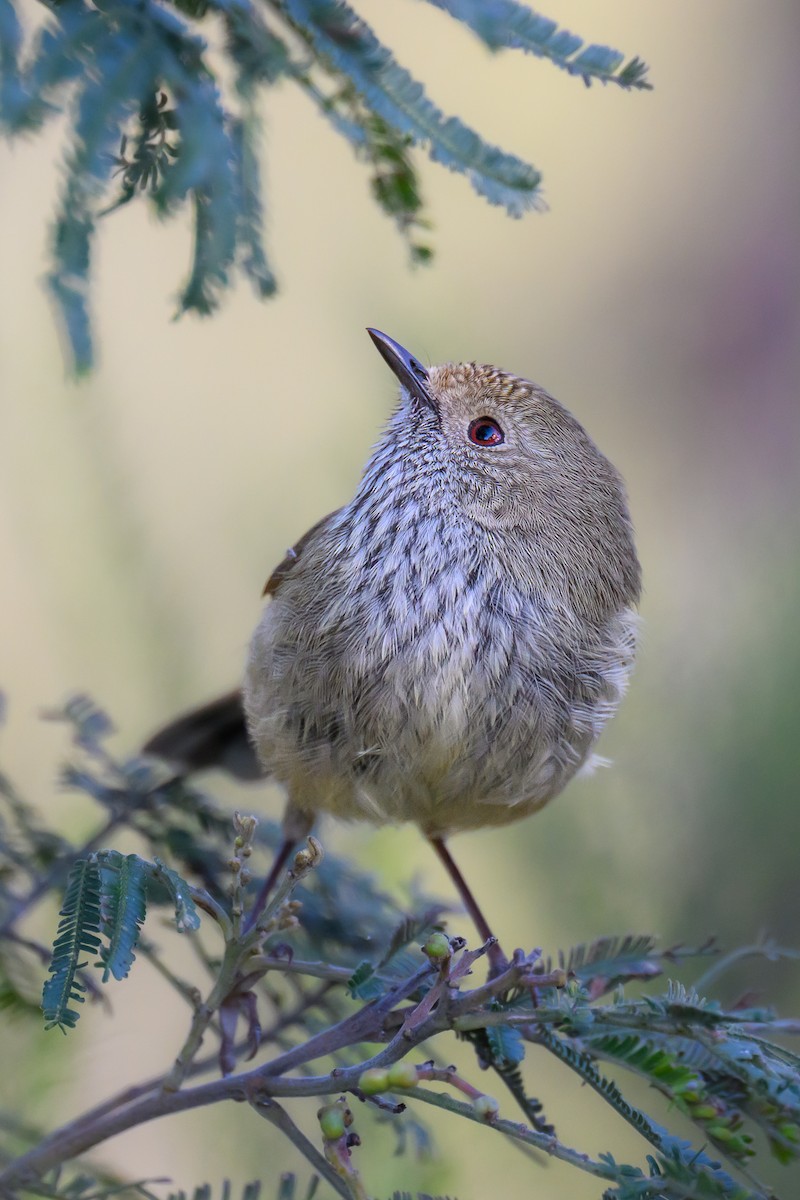 Brown Thornbill - Eric Yeo