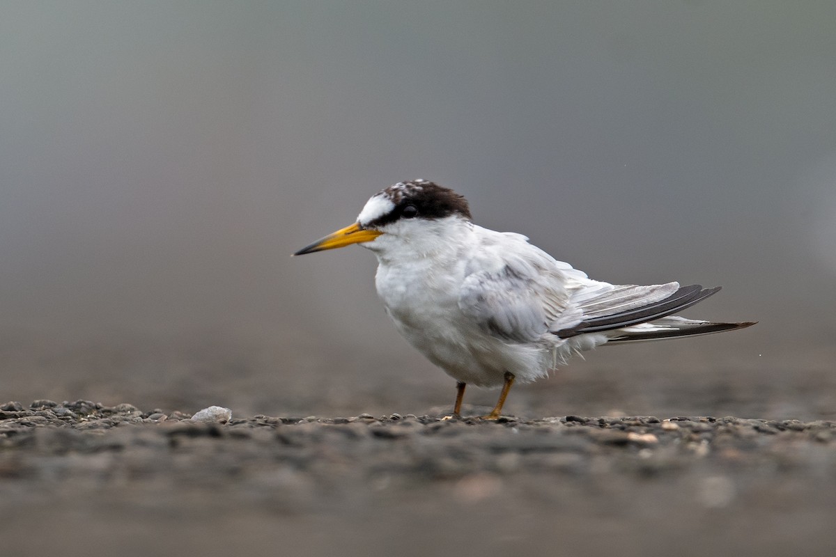 Saunders's Tern - ML622087415