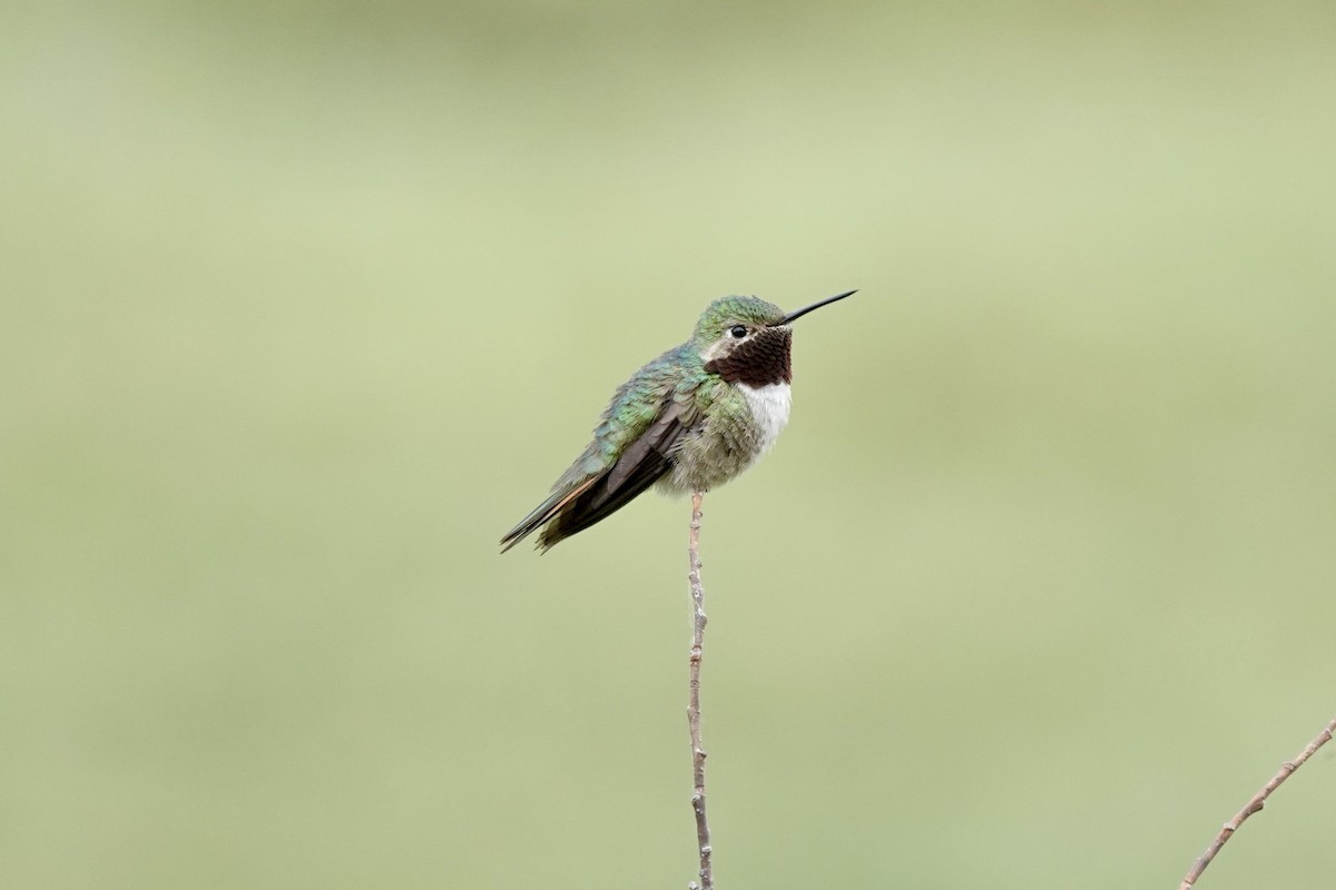 Broad-tailed Hummingbird - ML622087426