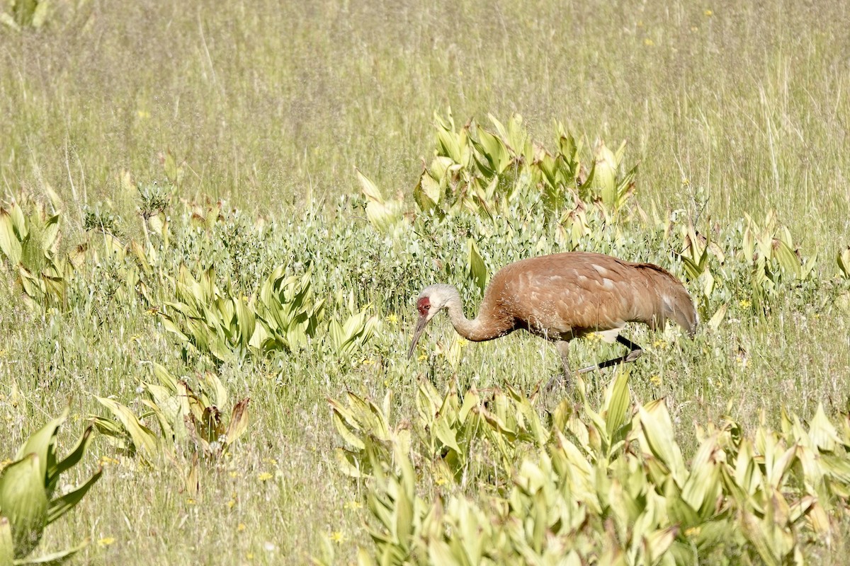 Sandhill Crane - ML622087431