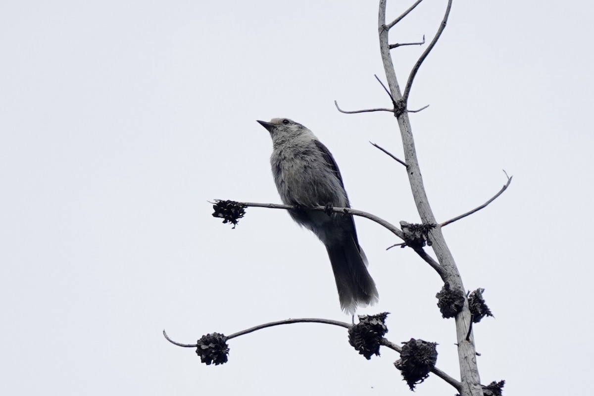 Canada Jay - ML622087432