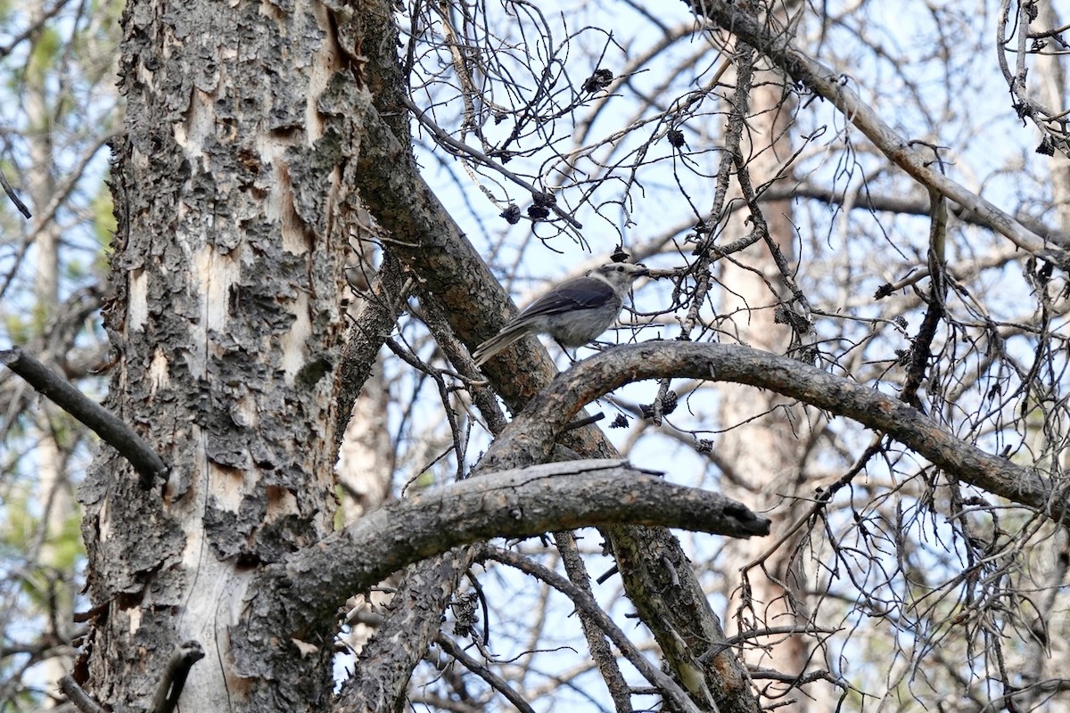 Canada Jay - ML622087433