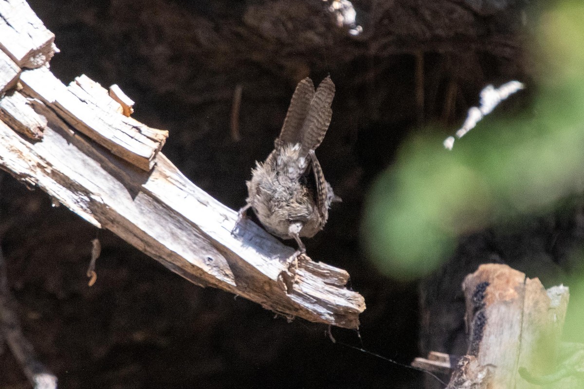 House Wren - ML622087434