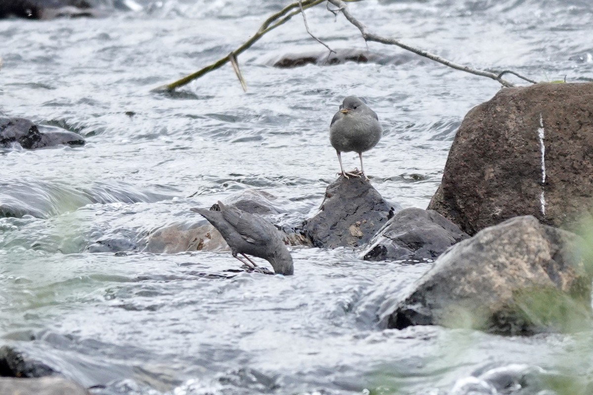 American Dipper - ML622087435