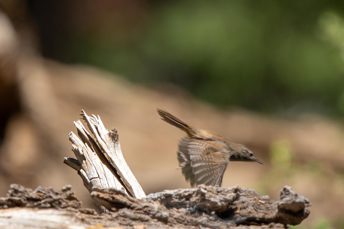 House Wren - ML622087438