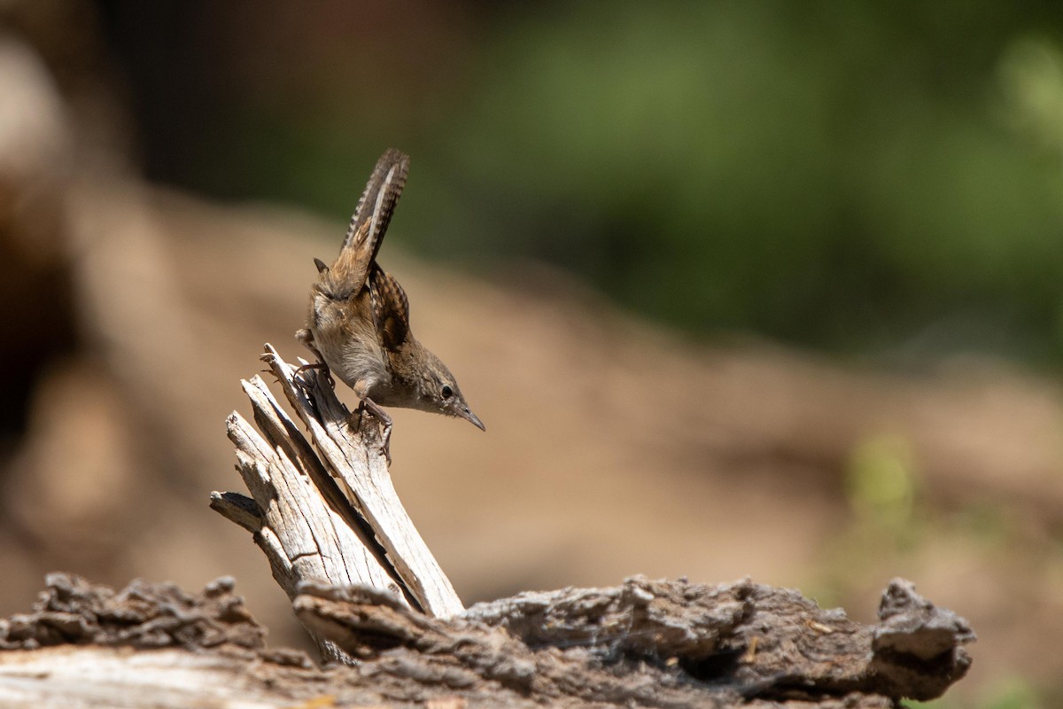 House Wren - ML622087439