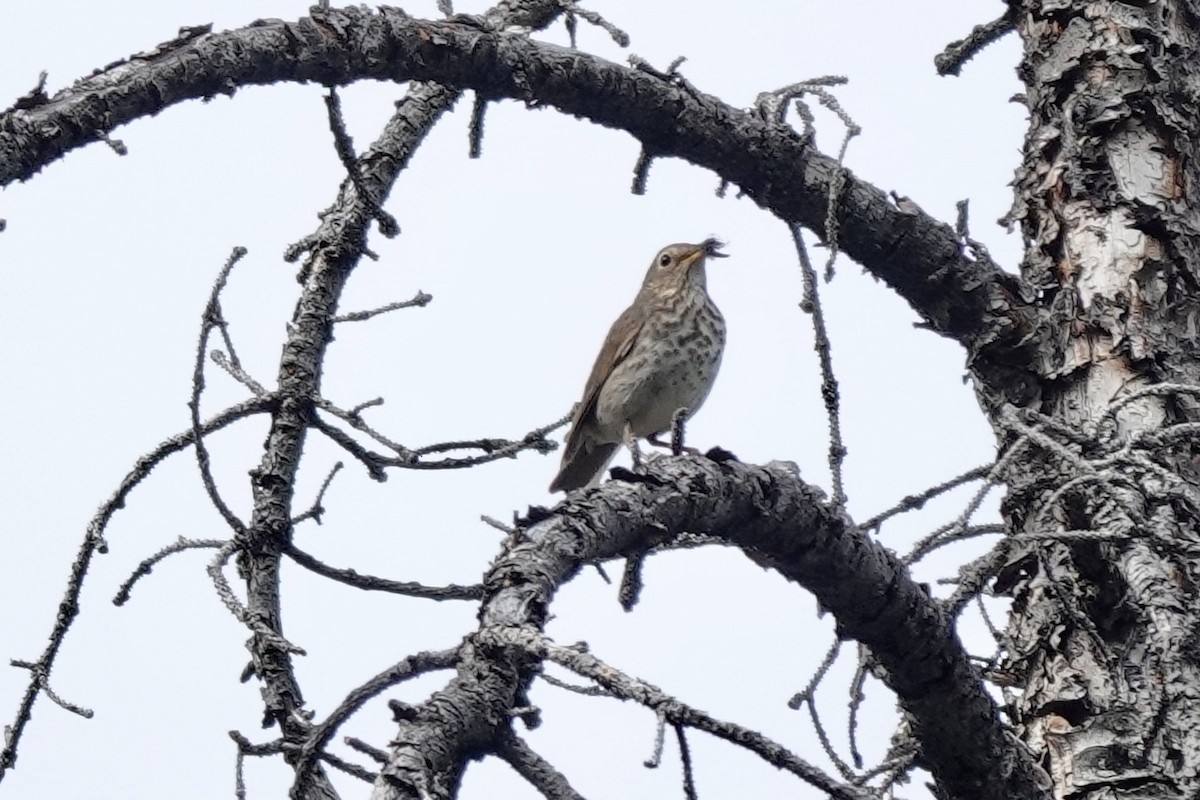 Swainson's Thrush - ML622087440