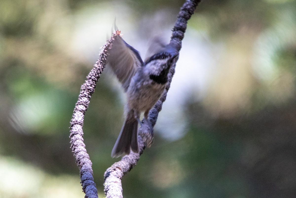 Mountain Chickadee - ML622087443