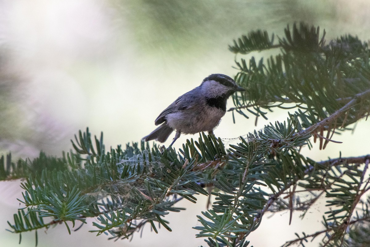 Mountain Chickadee - ML622087444