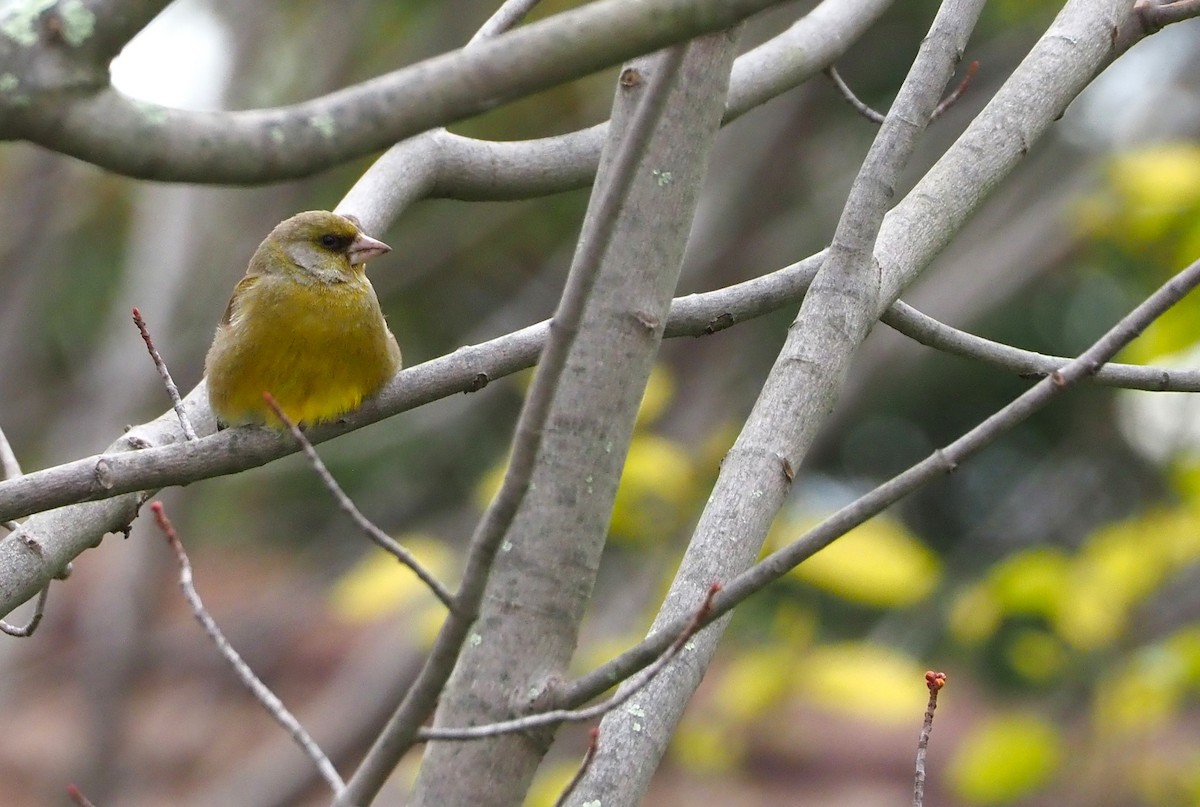 European Greenfinch - ML622087445