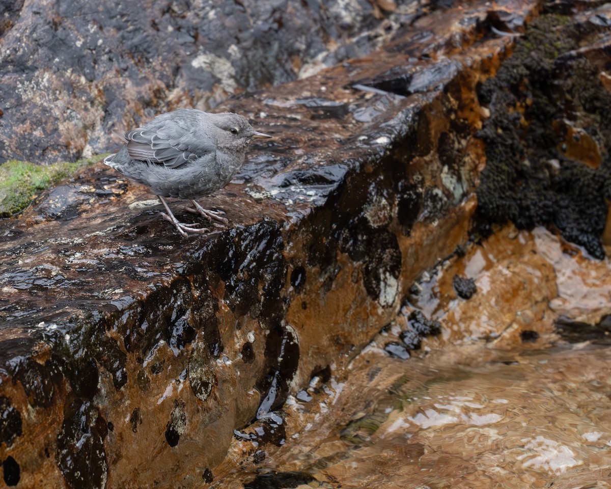 American Dipper - ML622087446