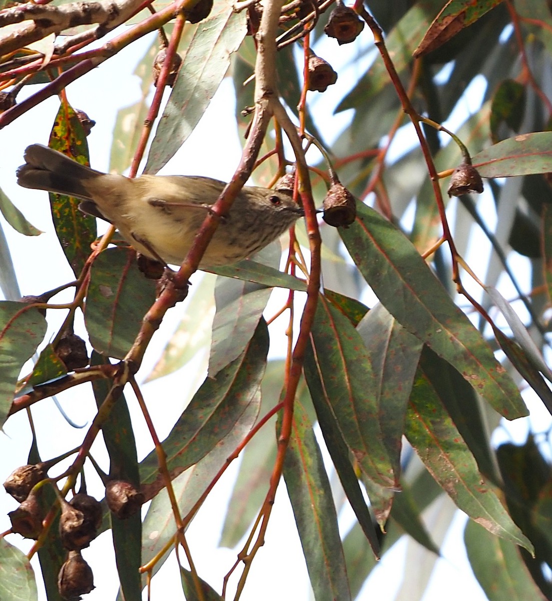 Brown Thornbill - ML622087454