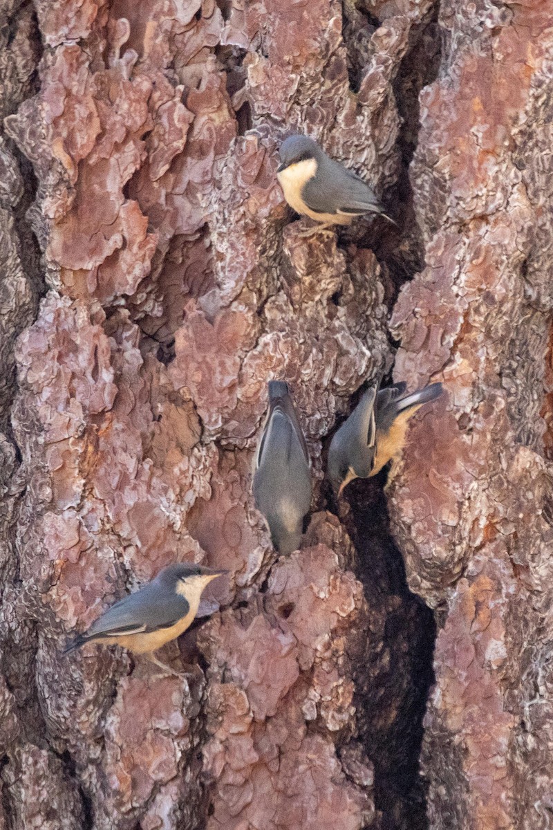 Pygmy Nuthatch - ML622087455