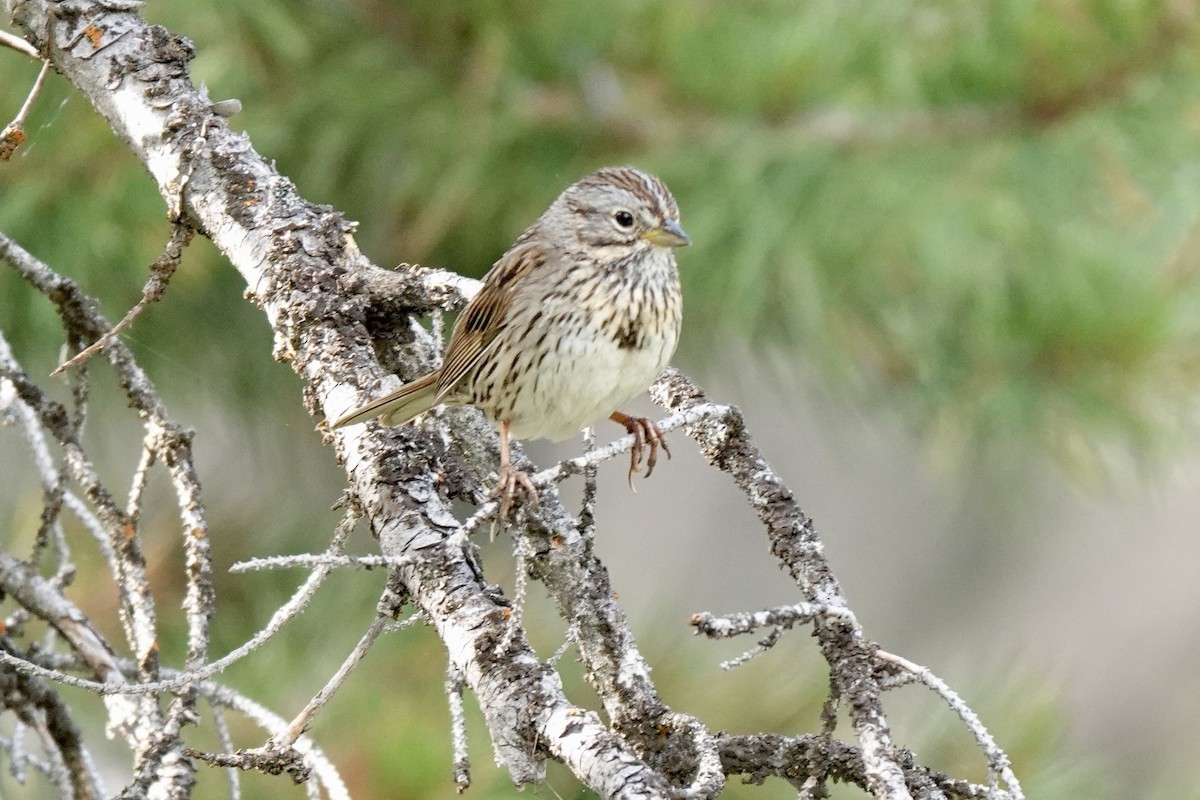 Lincoln's Sparrow - ML622087456