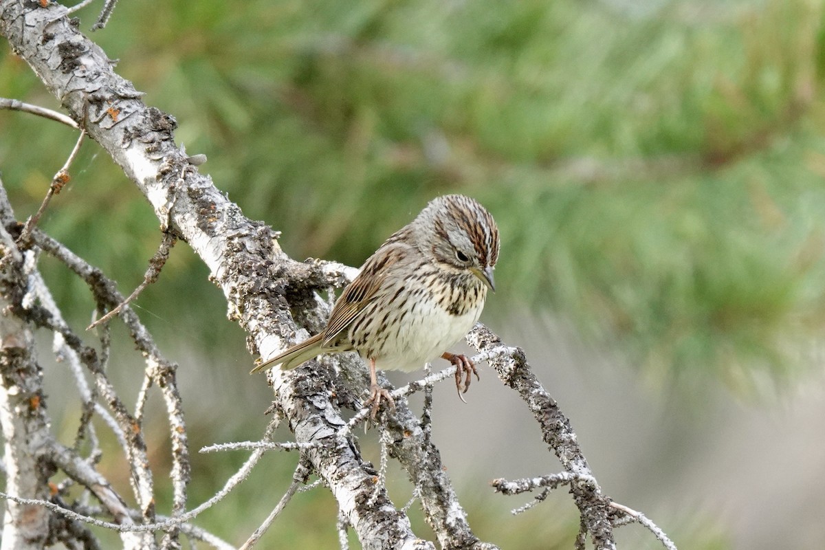 Lincoln's Sparrow - ML622087457