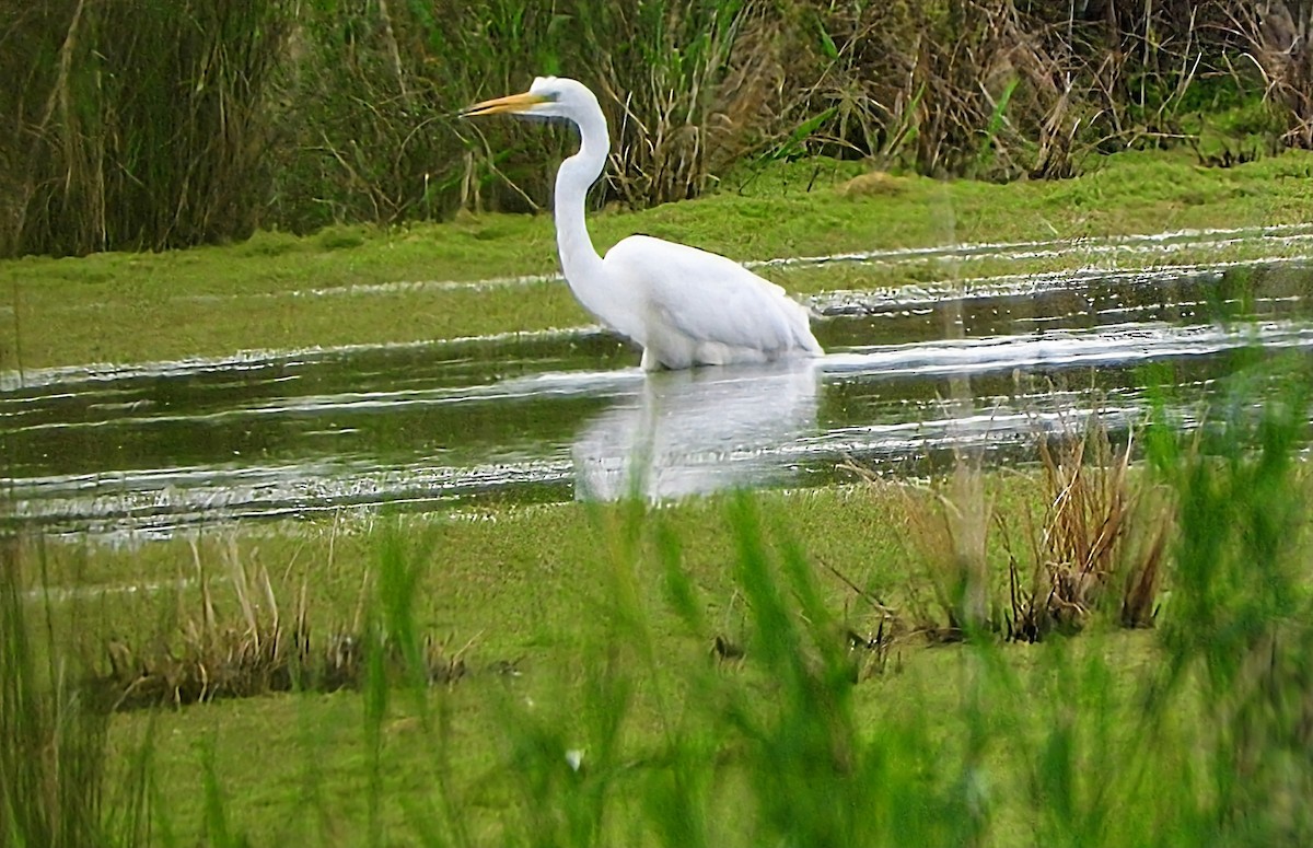 Great Egret - ML622087460