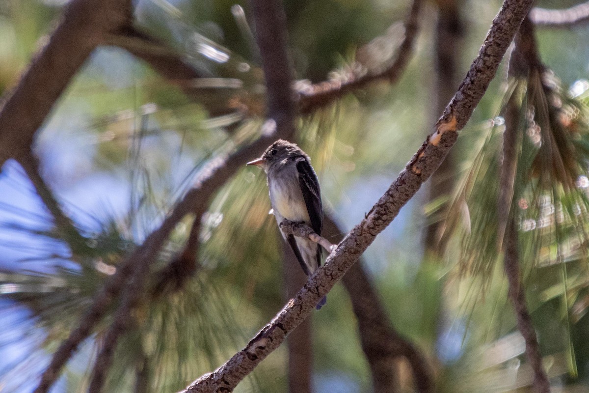 Western Wood-Pewee - Conor McMahon