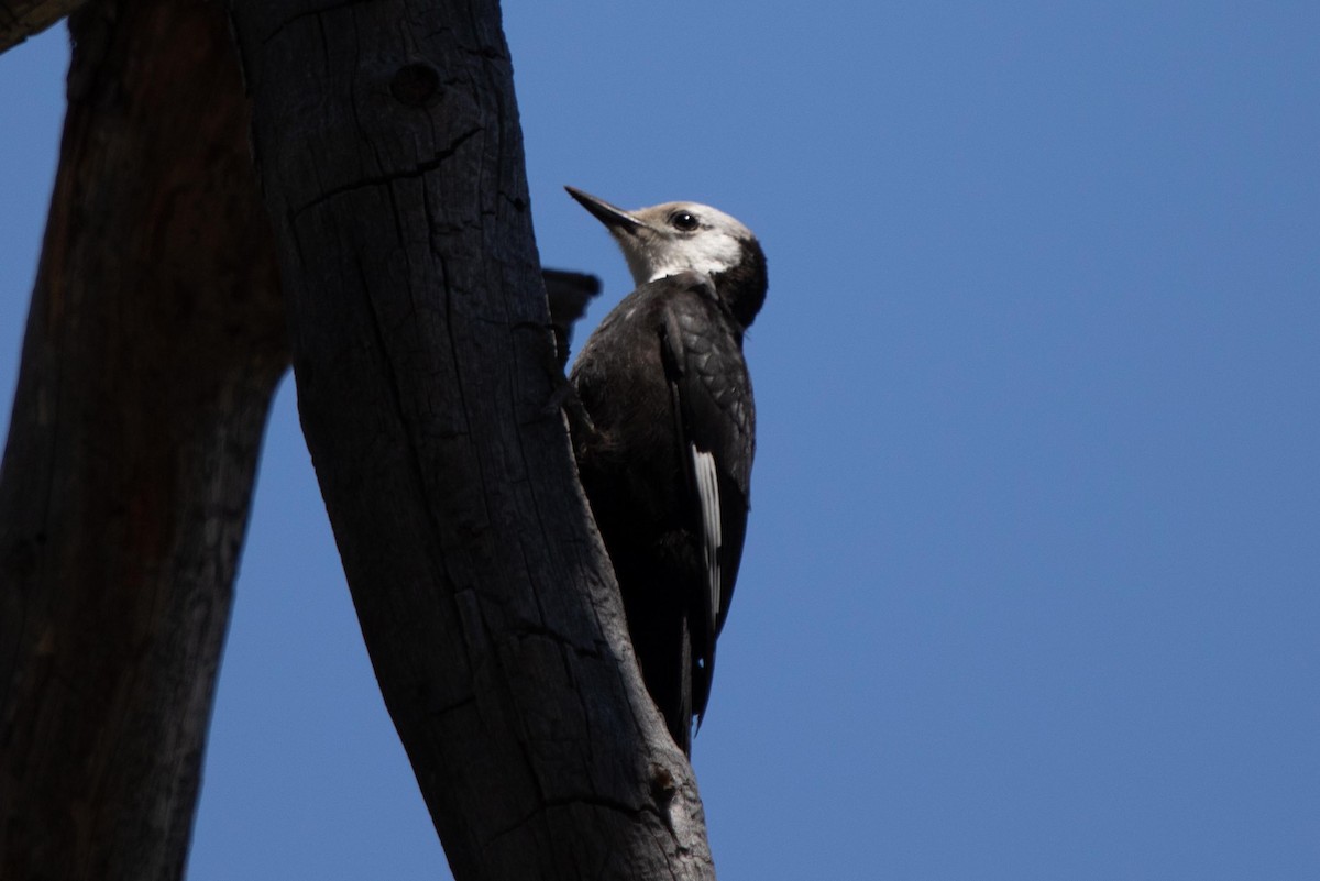 White-headed Woodpecker - ML622087463
