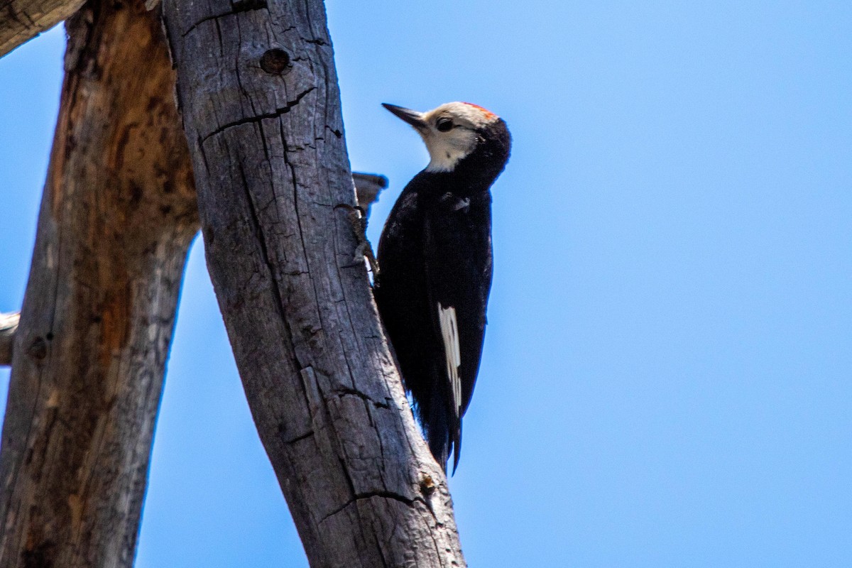 White-headed Woodpecker - ML622087464